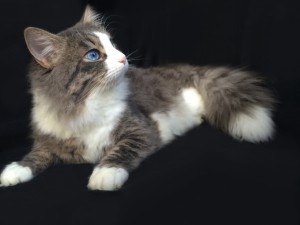 Tom1      
