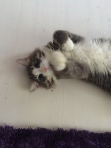 juli 2015 114      